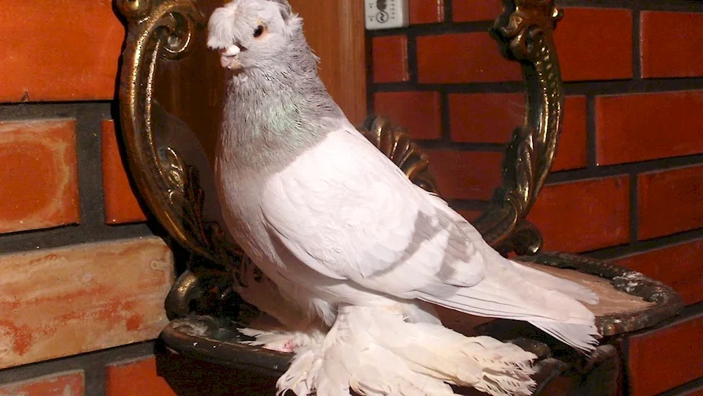 Uzbek double-beaked fighting pigeons