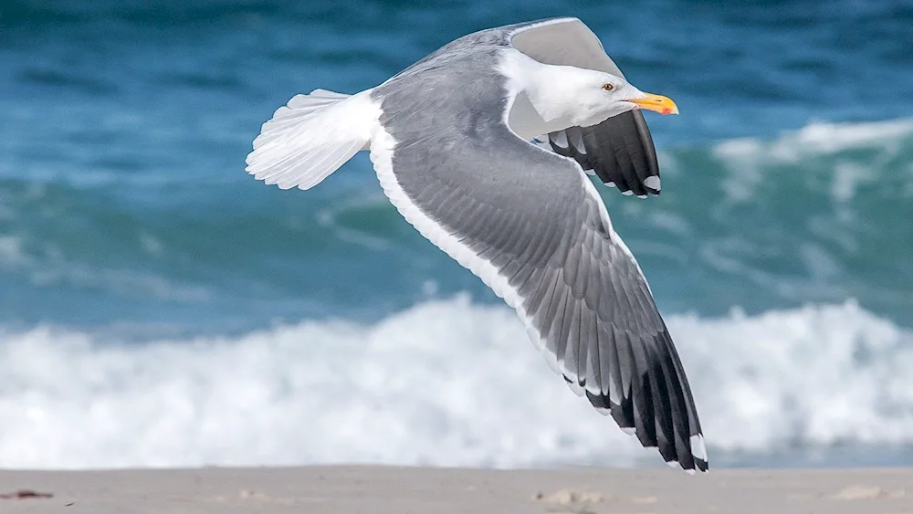 Albatross birds Azov Sea