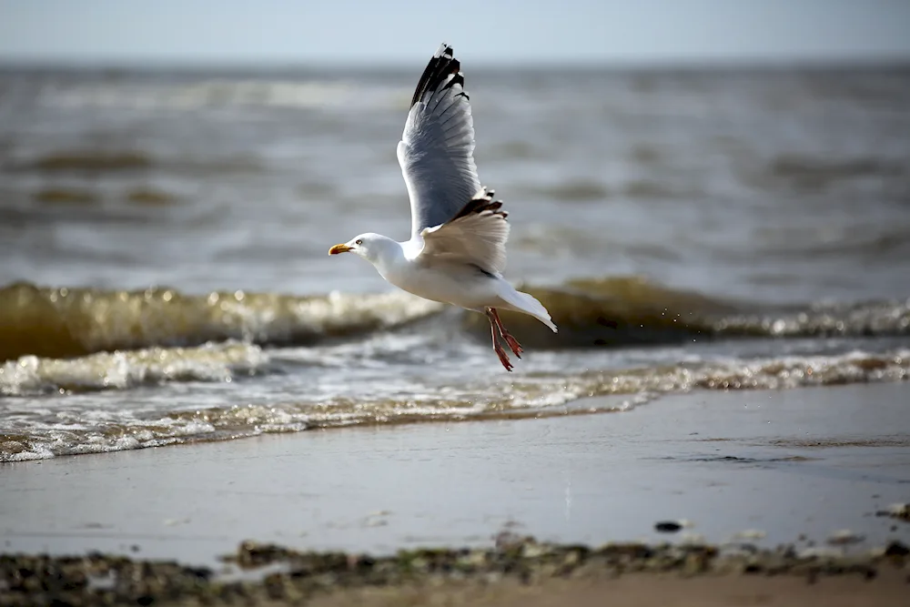 Black Sea Albatross