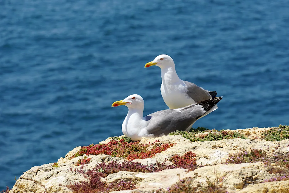 Crimean Cormorant Baclan Black Sea Bird white