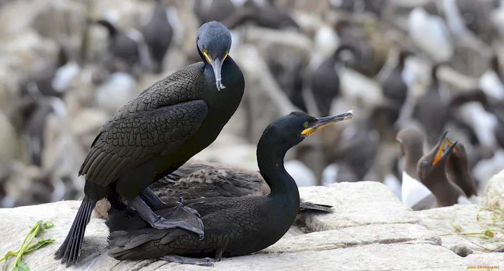 Baklansky Cormorant on Lake Baikal