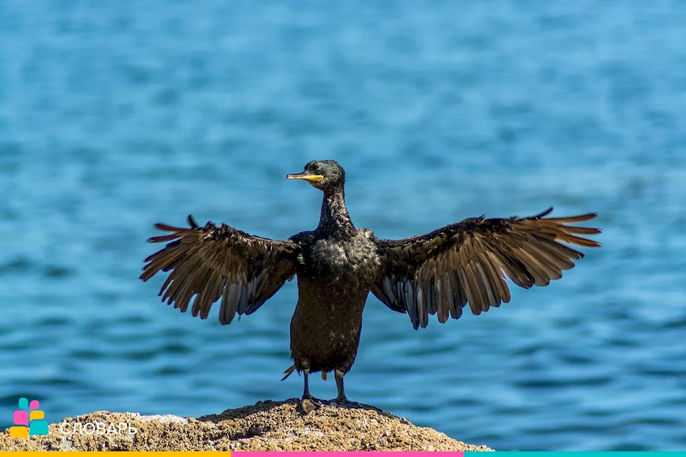 Lake Cormorant