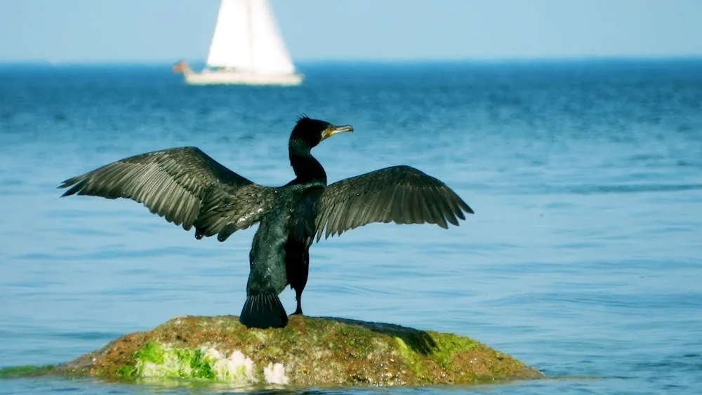 Baltic Sea bird