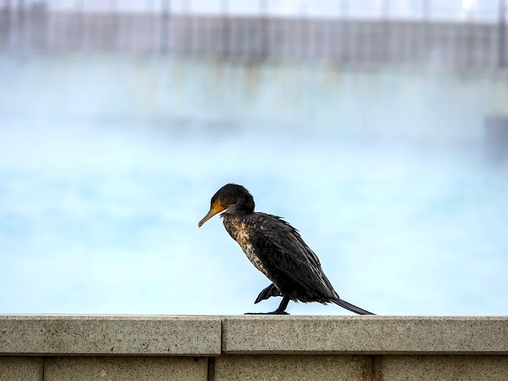 Baklansky Cormorant