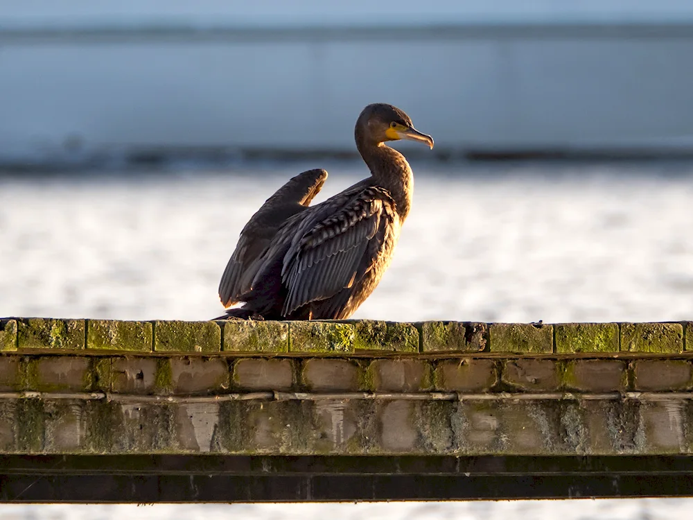 Birds of St. Petersburg