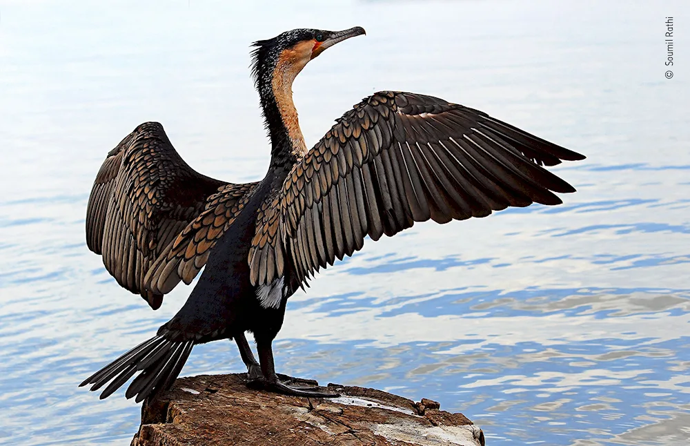 Subtropical Cormorant