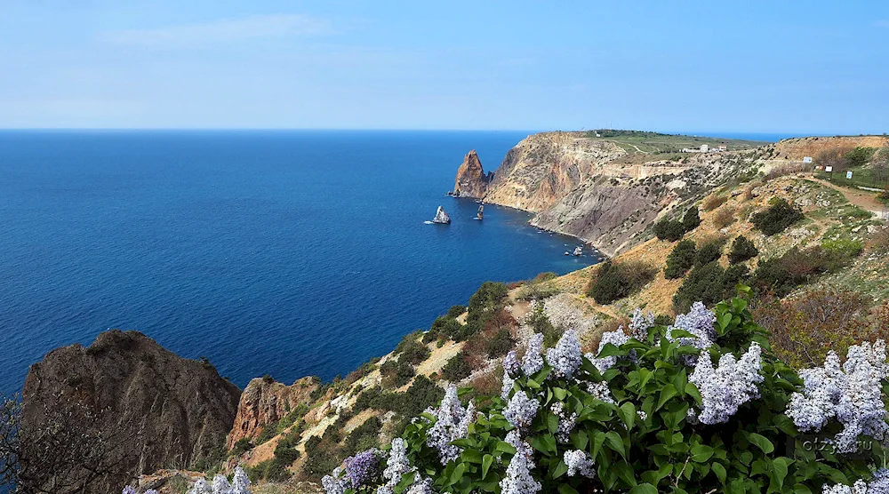 Valley of crocuses Cape Violet in the Crimea