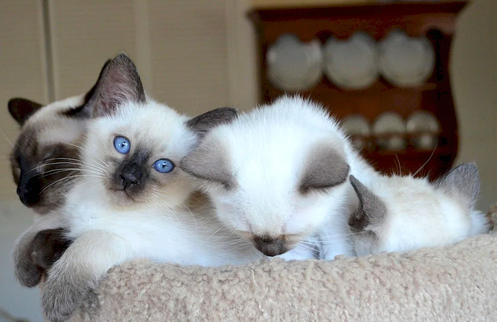 King Siamese cat