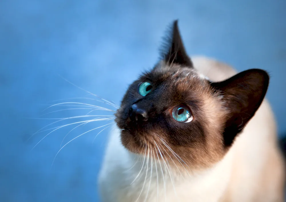 Burmese cat Red cat