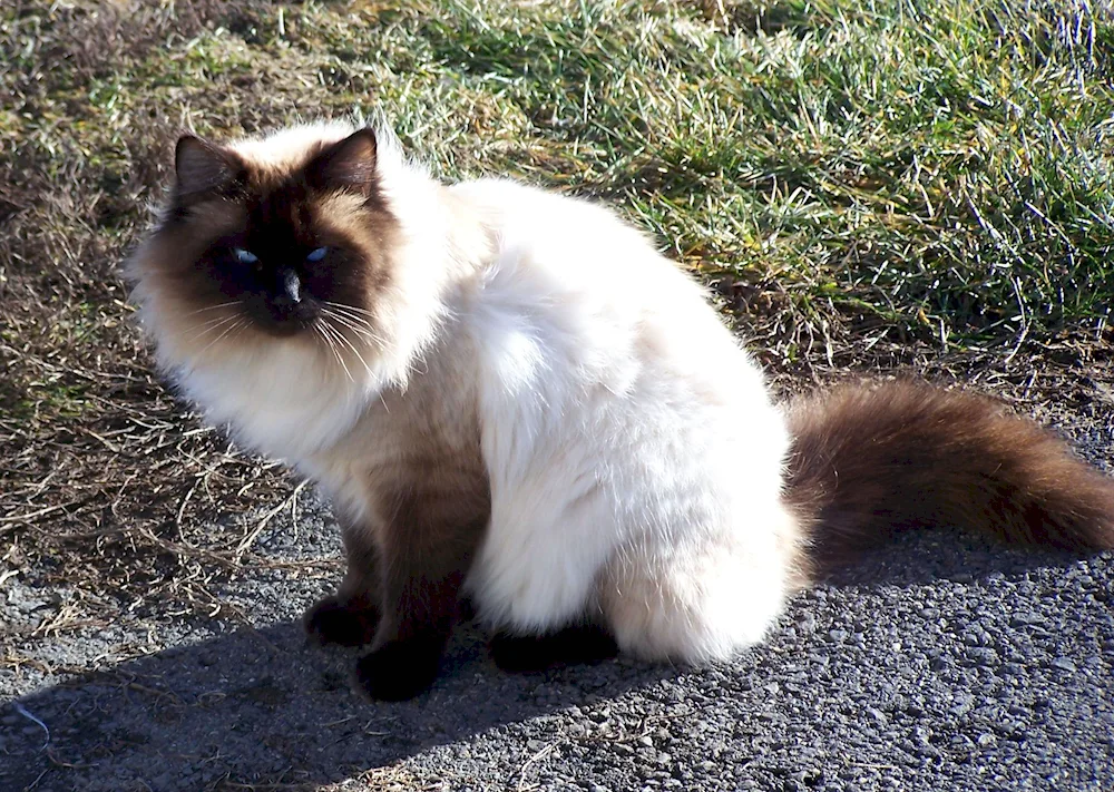 Balinese Ragdoll