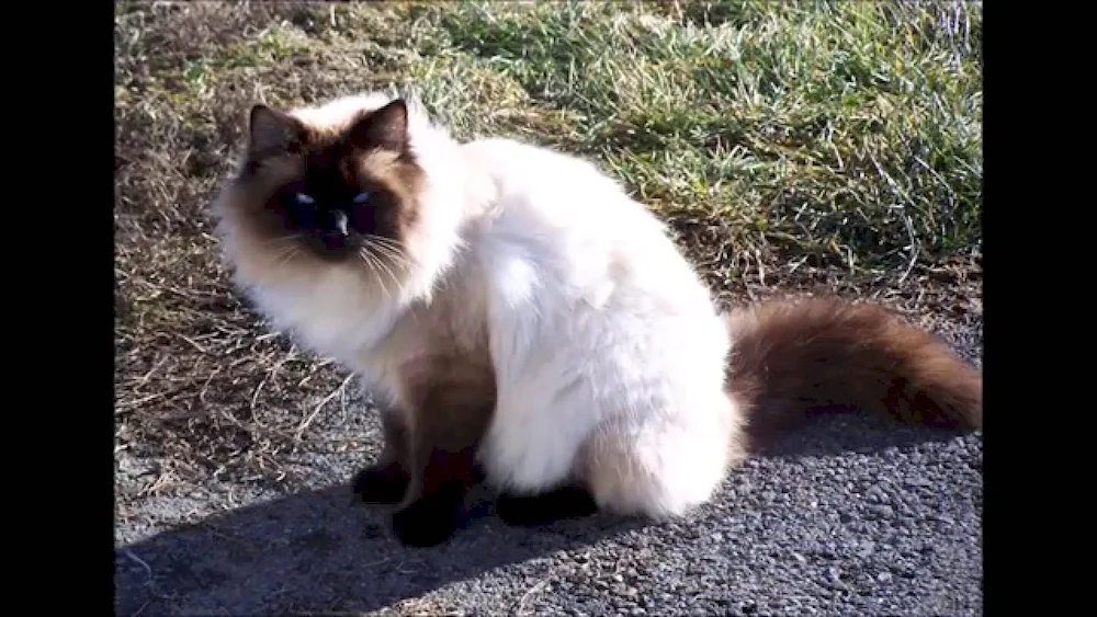 Balinese cat