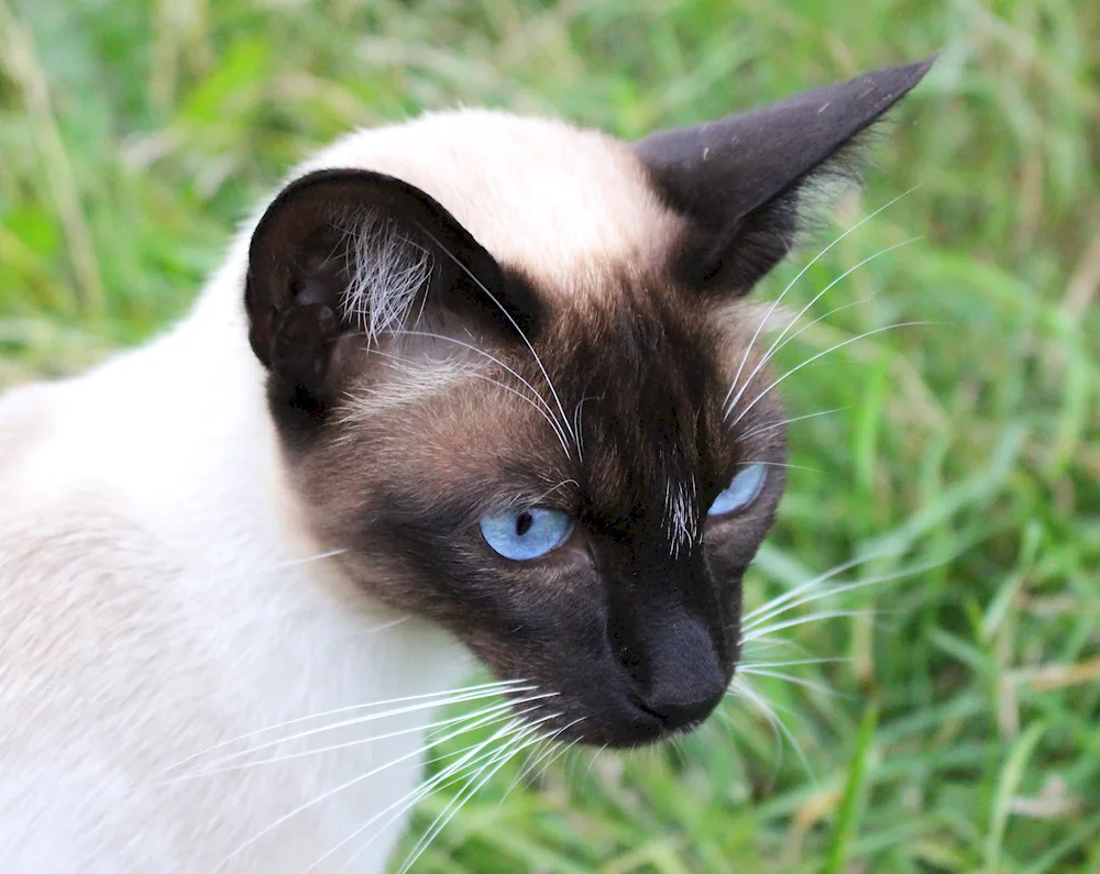 Siamese mongrel cat