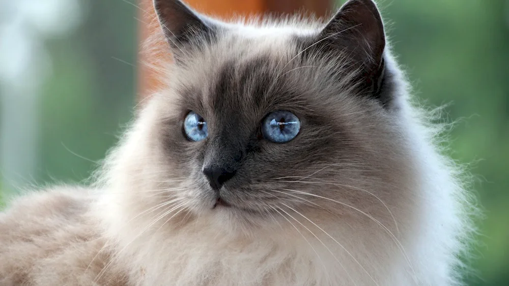 Balinese cat breed. Ochos azules