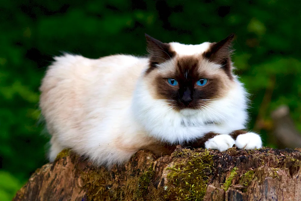 Balinese Ragdoll