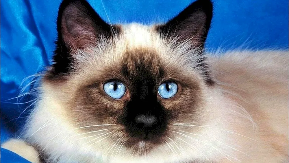 Balinese Ragdoll