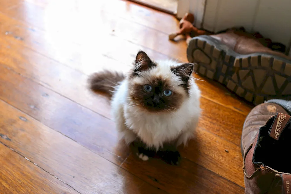 Burmese Nevsky Ragdoll