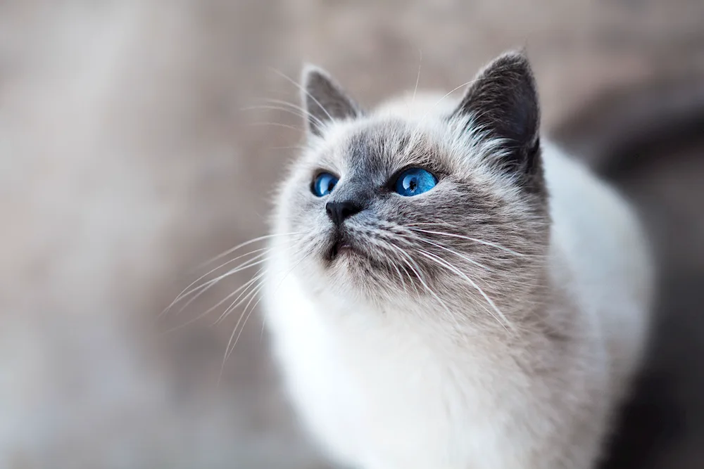 Heterochromia in a cat