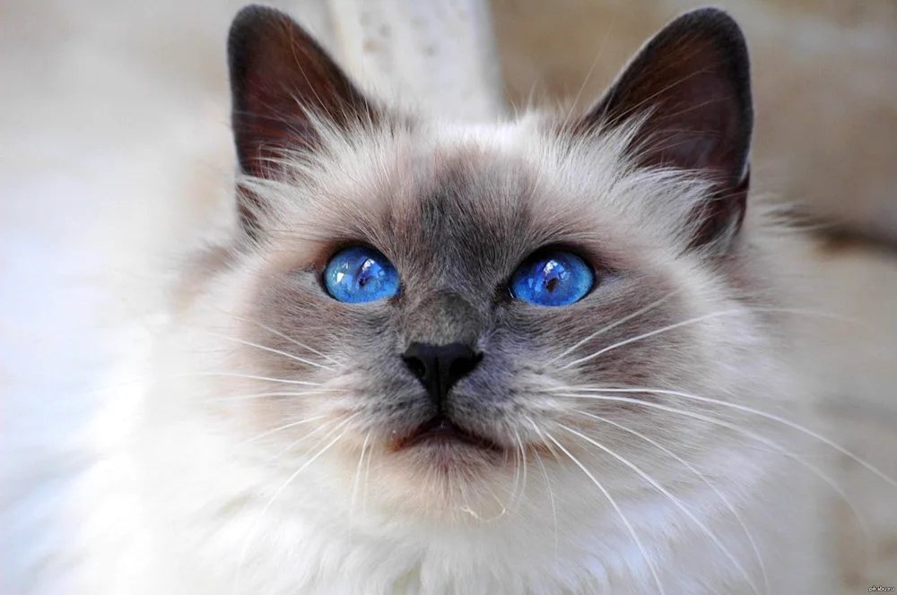 Balinese Ragdoll