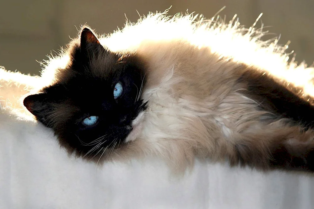 Balinese Ragdoll