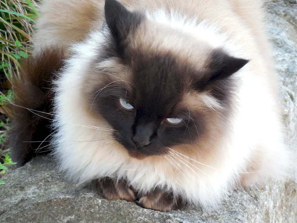 Balinese Ragdoll