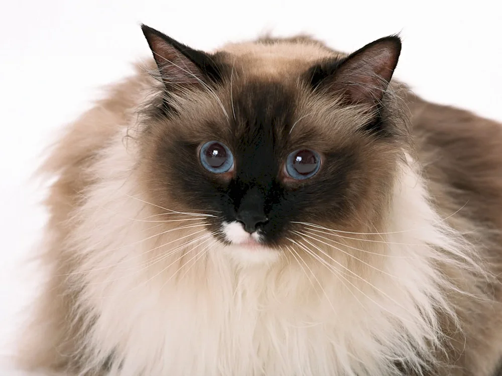 Balinese Ragdoll