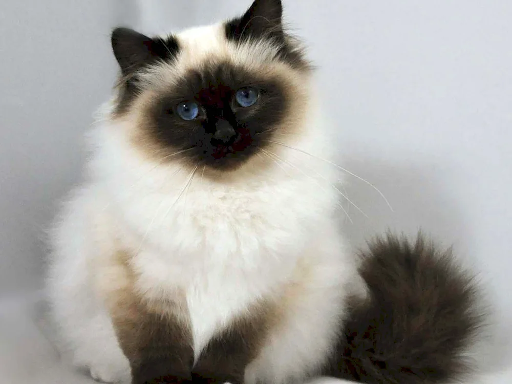 Balinese Ragdoll