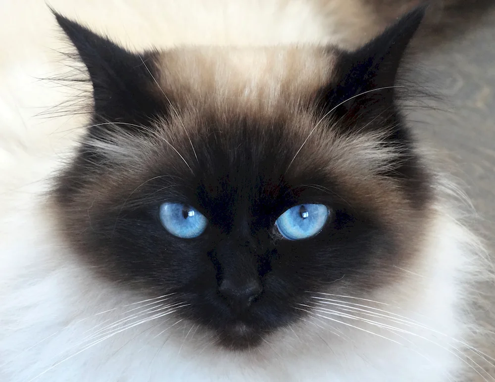 Balinese Ragdoll