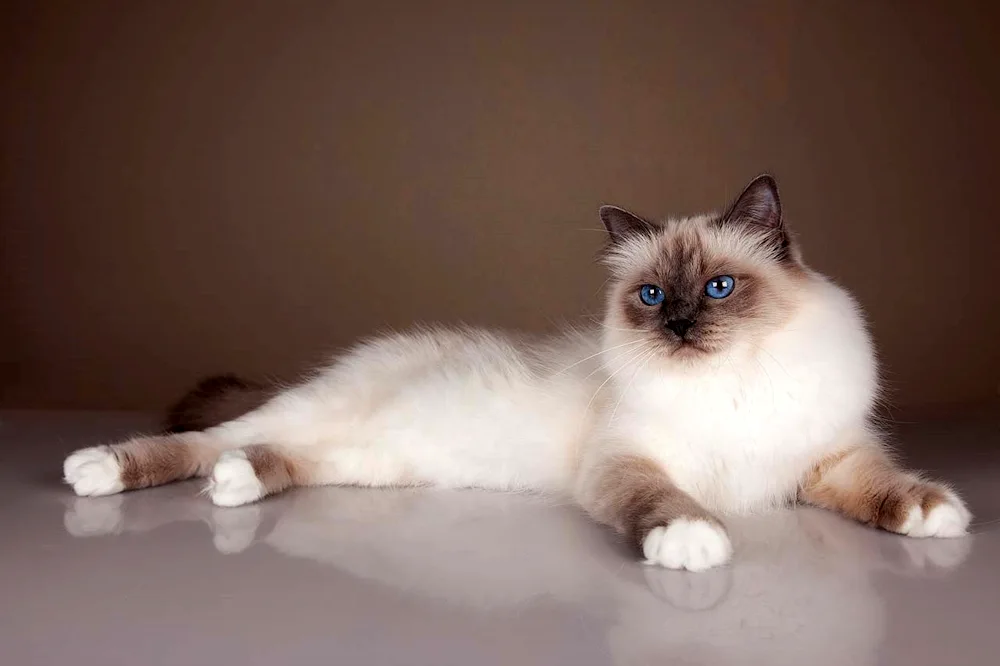 Balinese Ragdoll