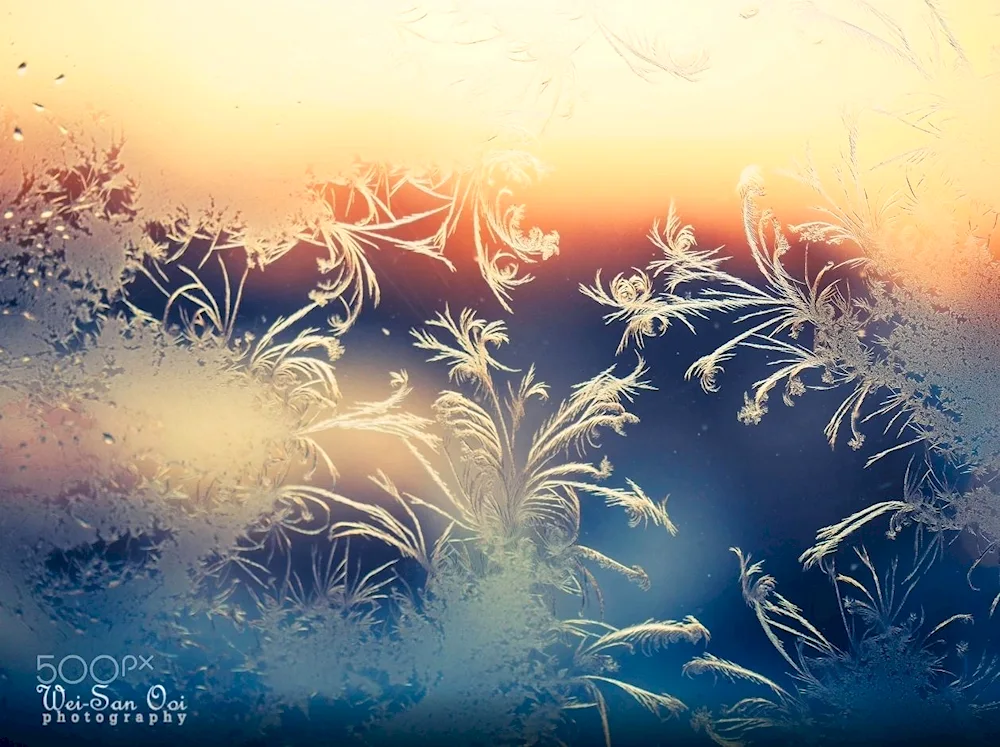 Snowy winter tree