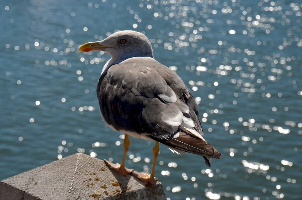 Black Sea cormorant