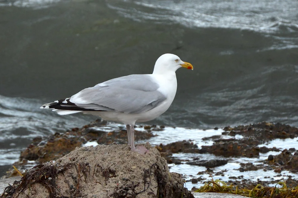 Sea Gull Albatross