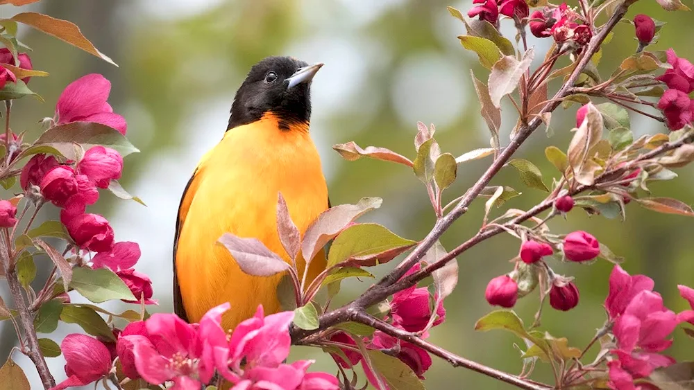 Colibri pollinate plants