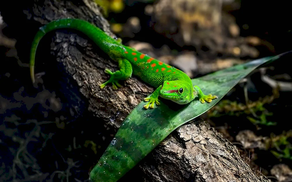 Raptors Varanus