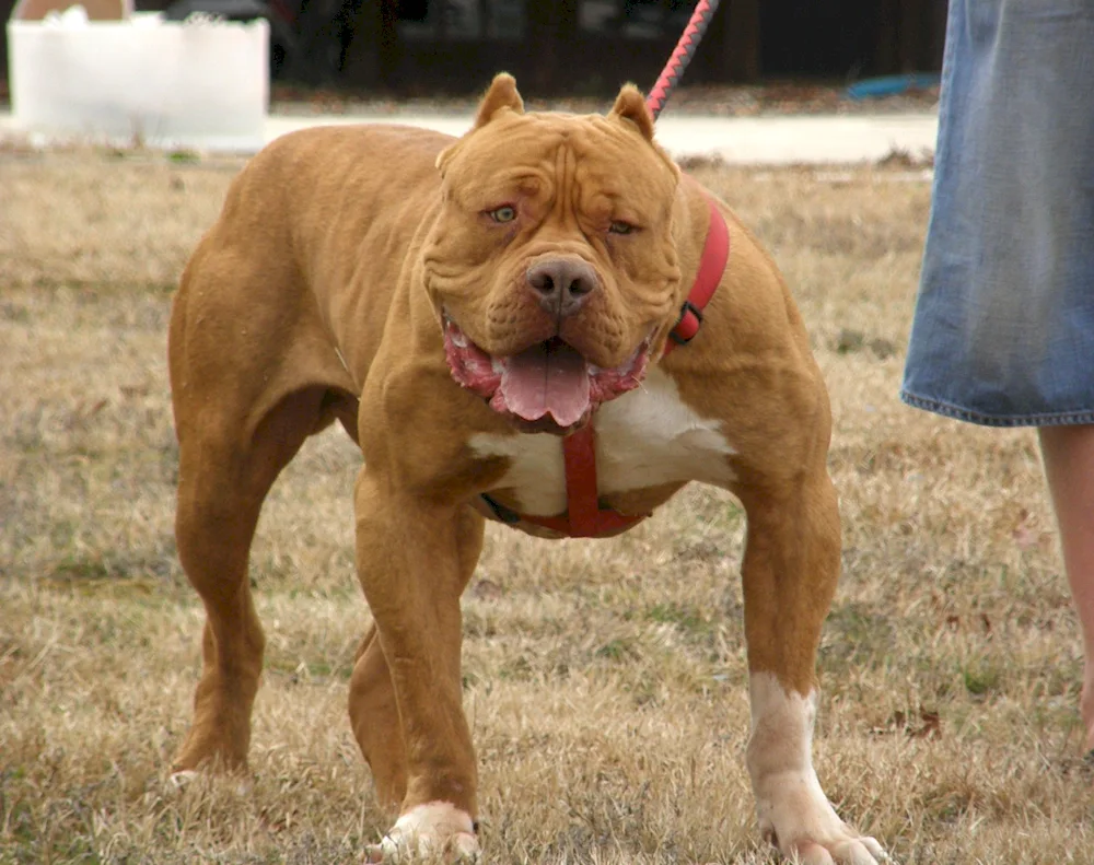 American Pit Bull Terrier is a dangerous dog