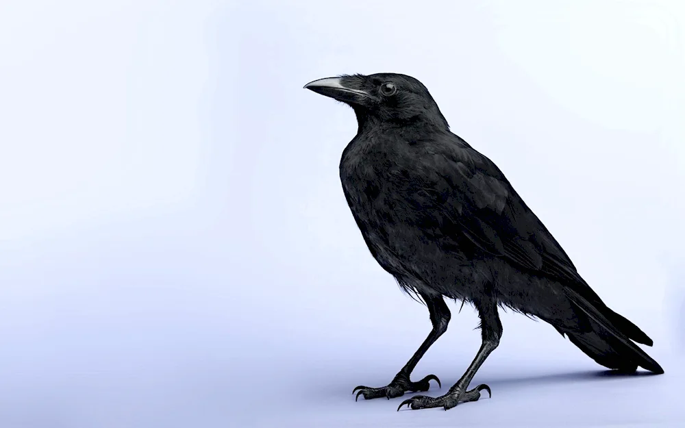 Black Crow