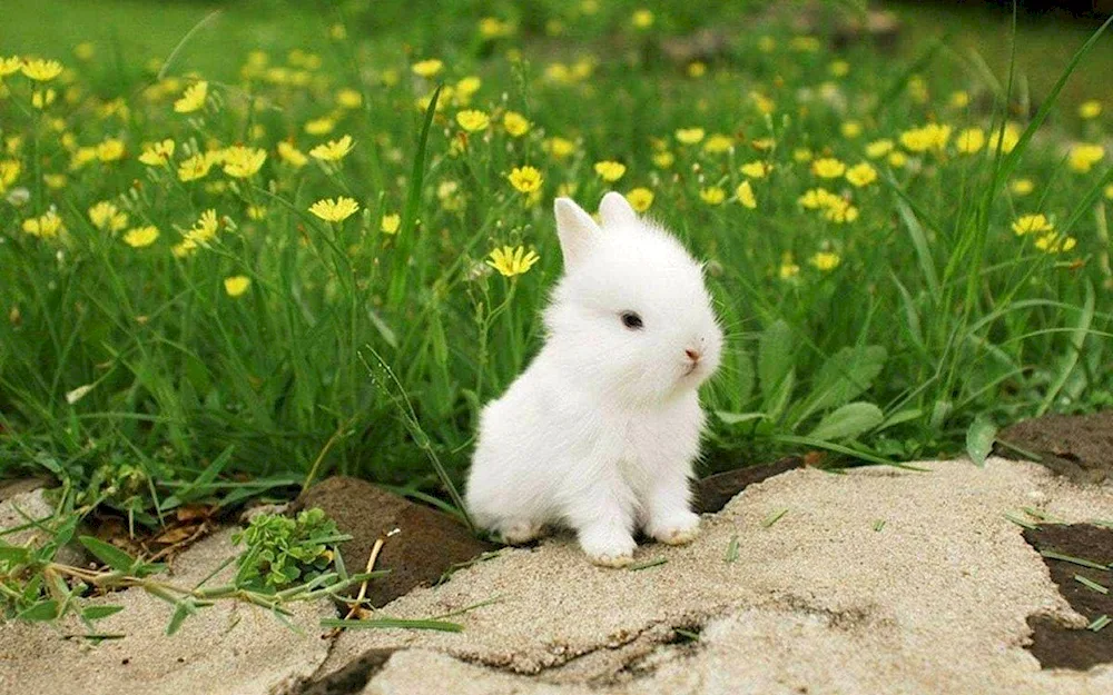 Bunny rabbit