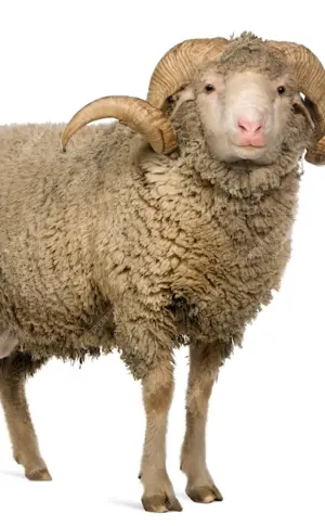 Sheep on white background