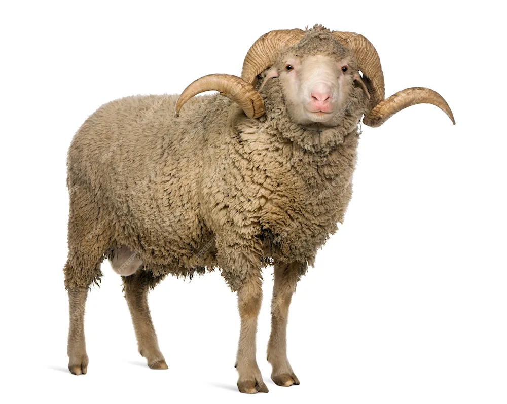 Sheep on white background