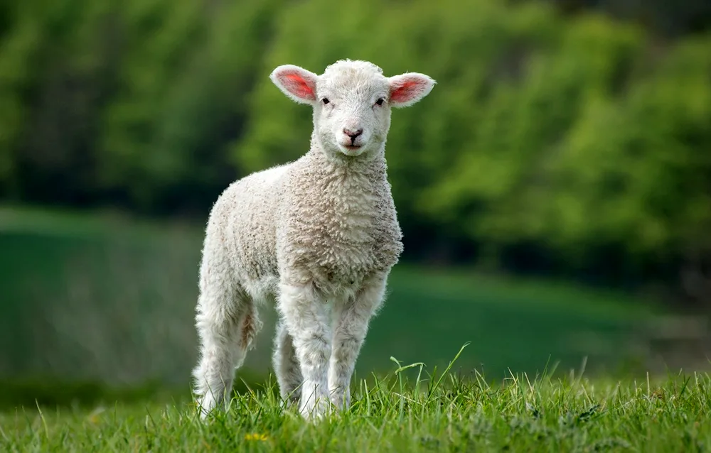 Baran ewe lamb lamb