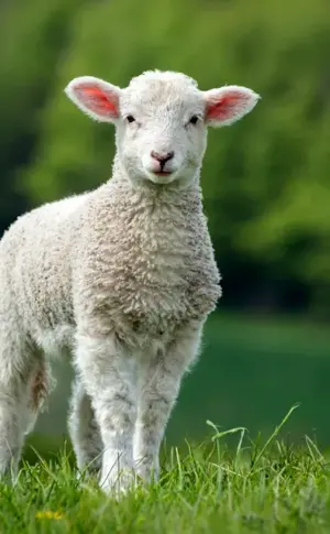 Sheep lamb