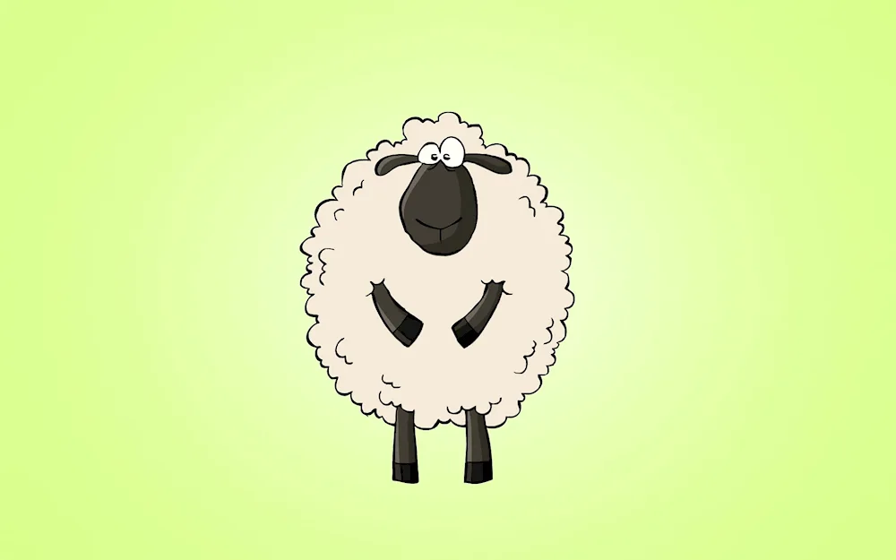 Sheep drawing