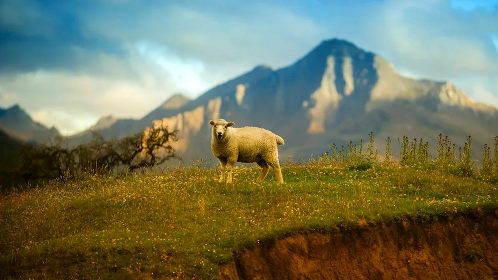 Toscana sheep