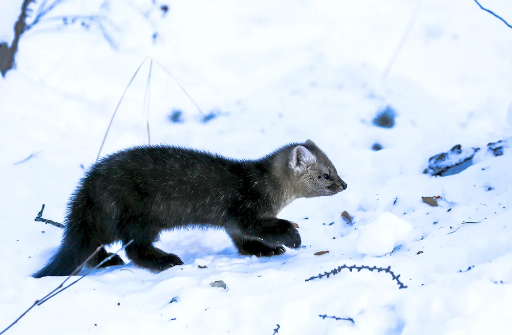 Sobol family of martens