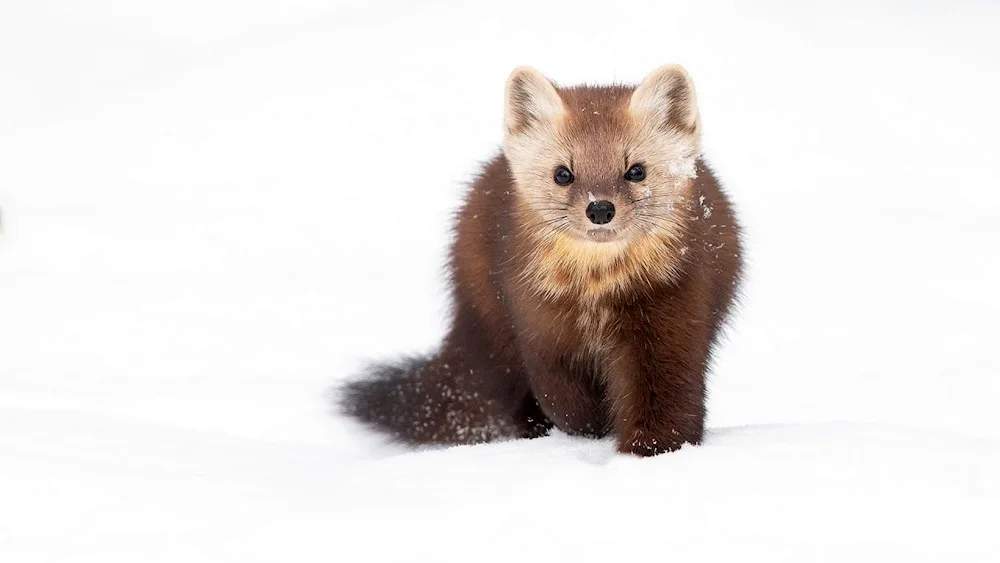 Forest marten