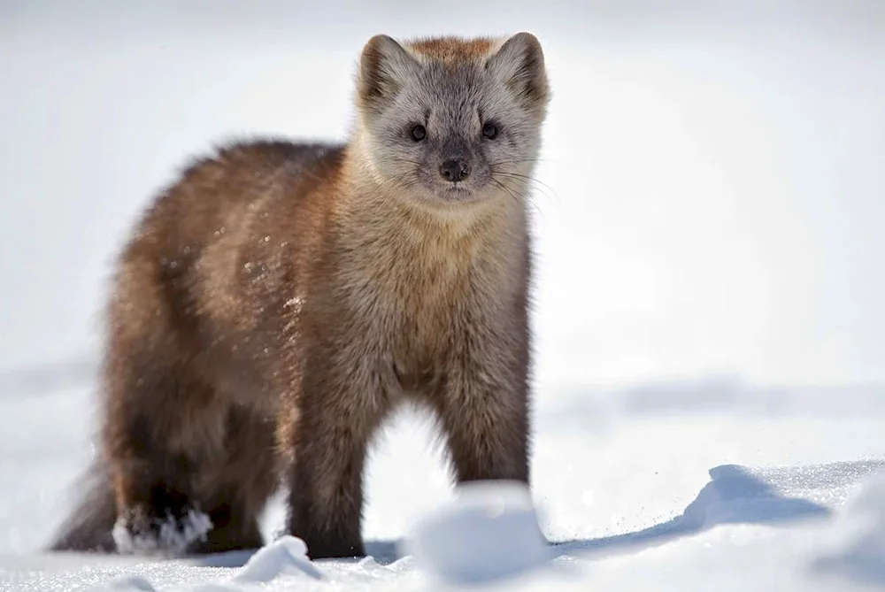 Barguzin Sable