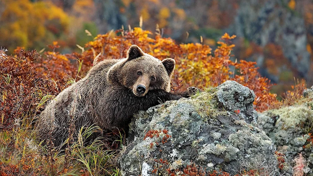 Barguzinsky Reserve brown bear