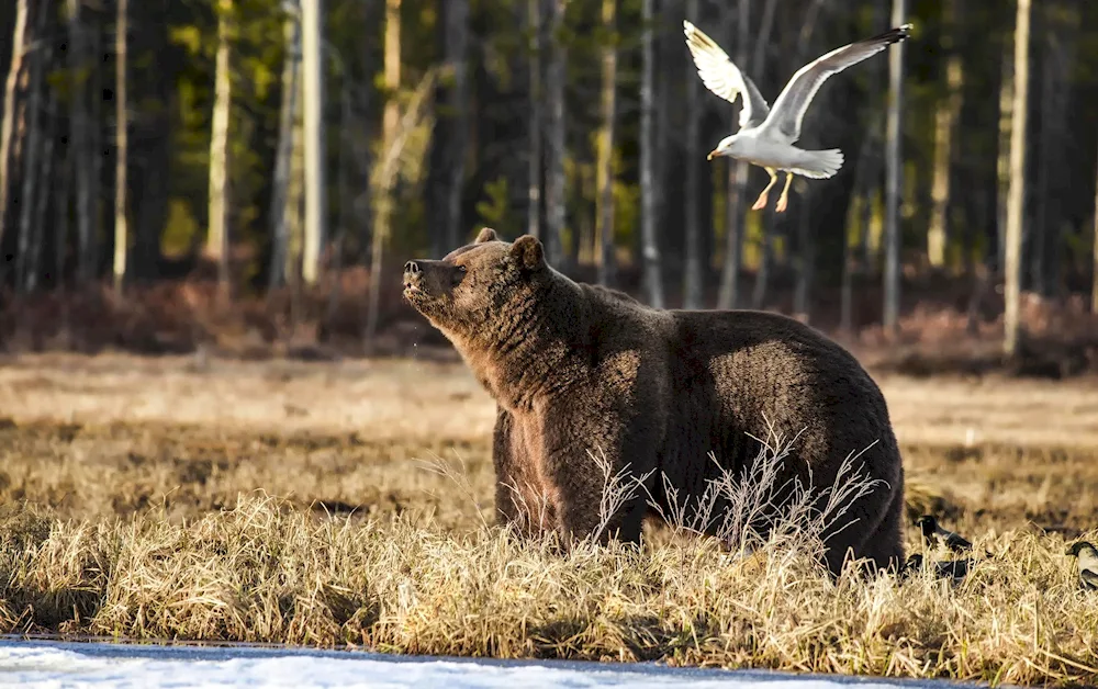 Barguzinsky Reserve brown bear