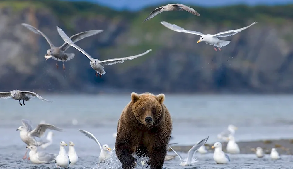 Flora of the Arctic Ocean