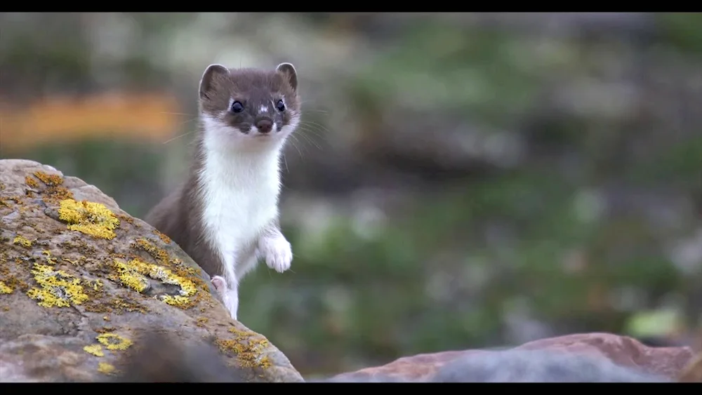 Barguzinsky reserve ermine