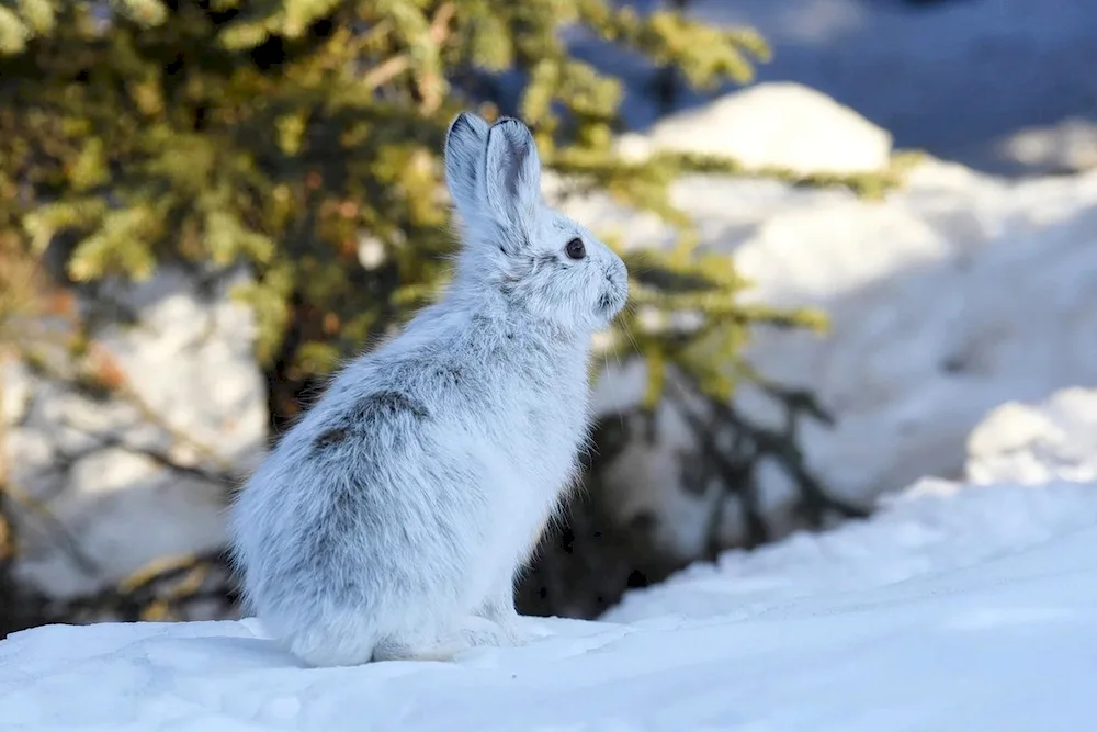 Arctic Belak in the tundra